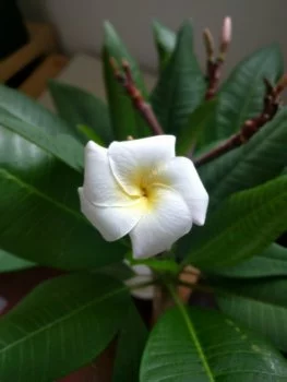 Frangipani - Plumeria - Diese Blüte steht Pate für das Logo des Betreuungsbüros Winckel